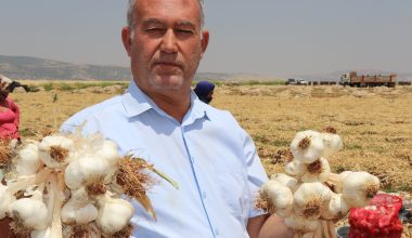 ARABAN SARIMSAĞININ HASADI SÜRÜYOR