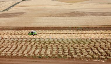 ADIYAMAN’DA DA YERLİ TOHUM ÜRETİLİYOR