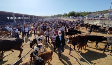 DEVA’DAN CANLI HAYVAN BORSASINDA TESPİT