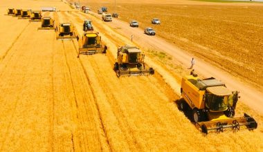 CEYLANPINAR TARIM İŞLETMESİNDE BUĞDAY HASADINA BAŞLANDI