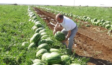 DİYARBAKIR KARPUZUNUN HASADI BAŞLADI