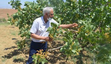 KURAKLIK SİİRT FISTIĞINI VURDU