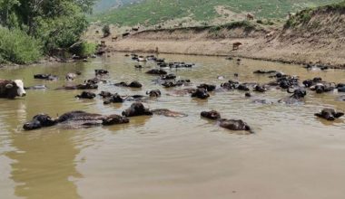 BURASI AFRİKA DEĞİL, MUŞ