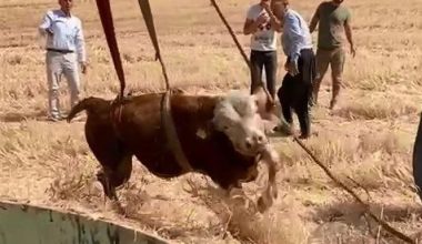 SU KUYUSUNA DÜŞEN BOĞAYI KURTARMA OPERASYONU