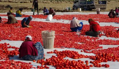 DİYARBAKIR’IN KURUTULMUŞ DOMATESİ DIŞ PAZARDA